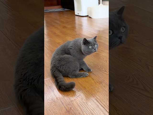 Can cats recognize twins