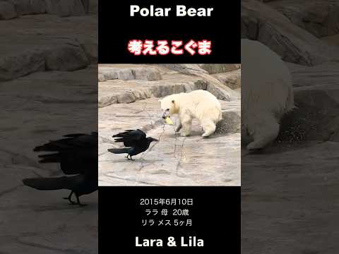 天敵現る！びっくりこぐまは考えた #ホッキョクグマ #polarbear #shorts