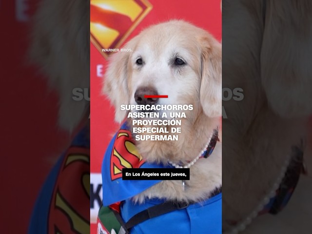 Supercachorros asisten a una proyección especial de Superman