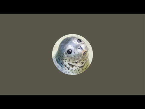 猫の動画サムネイル - おたる水族館_公式チャンネルOtaru Aquarium がライブ配信中！