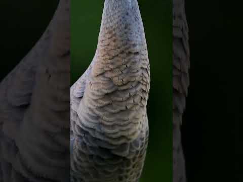 A natureza e suas peculiaridades