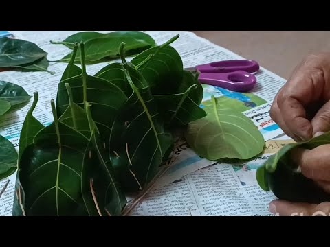 How To Make Jackfruit Leaves Basket for Steaming Idli dough|#Khotto #Gunda|@Village_lifestyle415