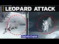 CCTV footage: Leopard hunts pet dog sleeping outside house