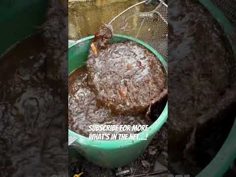What’s in the net? Scooping a huge old pond filt In this episode of what’s in the net we scoop out a seriously dirty pond filtration chamber!