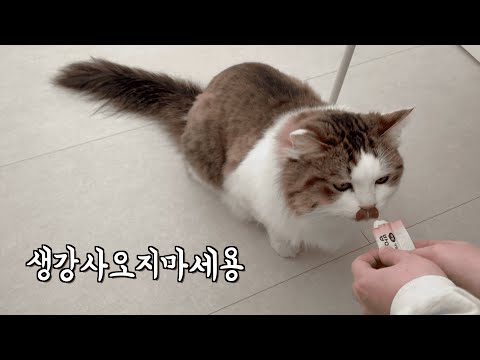 데부장 집들이 가서 고양이를 만났습니다 / 뚜부인이 코딩을 멈추지 않습니다 / 예돈 돈까스에 갔습니다