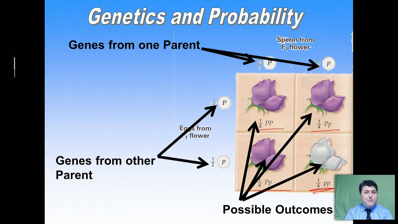 What Is A Punnett Square And Why Is It Useful In Genetics Correctly