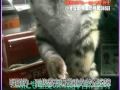 釧路動物園老虎挑戰日記3 -1(中文字幕)