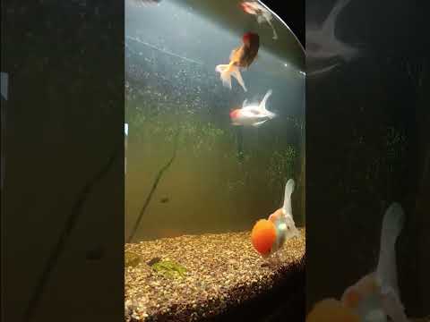 goodness gracious big bowl of Goldies time lapse 