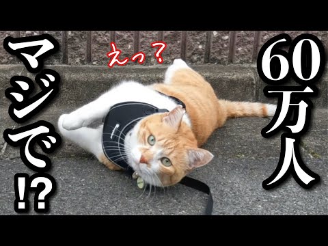 猫の動画サムネイル - 60万人記念ライブ【途中でサーバーダウン↓失礼しました！】