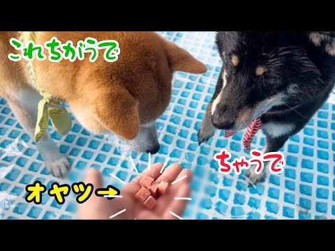 【前代未聞】まさかの無視!水中にしかオヤツが存在しないらしい柴犬コンビはこちらです(笑)