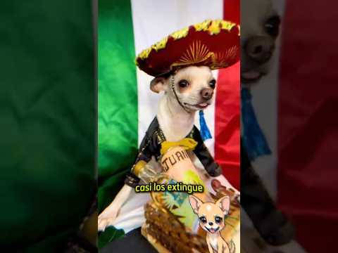 El perro MAS mexicano el chihuahua 😱 #shorts #curiosidades #perro