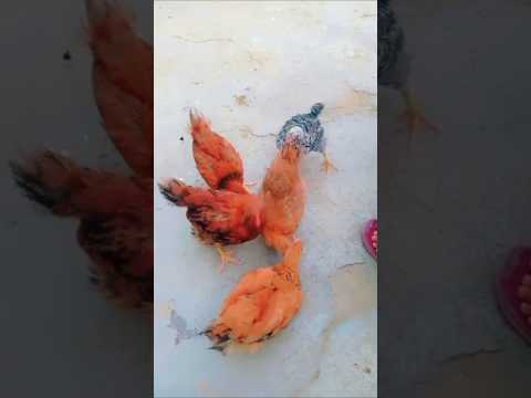 chiken song 🎶🔉🐓🐔#ytshorts shahnila#zaidiqueen#shortvideo