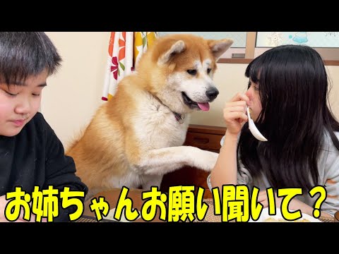 姉ーちゃんお願い聞いて秋田犬そら、シェパード犬マックのお話し