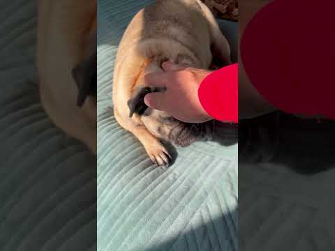 Мопс Моня царских кровей