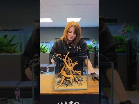 We created a aquascape in a nano cube freshwater a Discover the beauty of nature aquarium in the palm of your hand. We've designed ready-made nano aqua