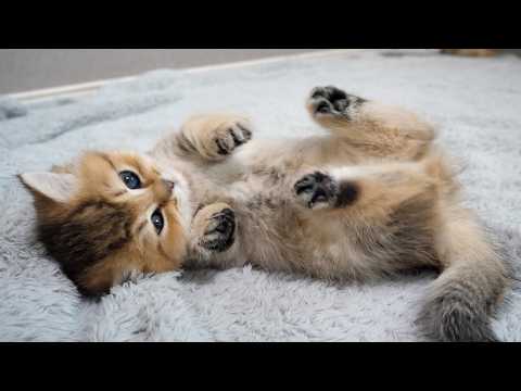 Cute kitten showing its belly to be petted by its owner...