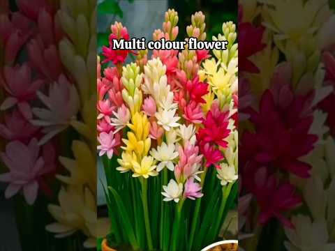 only 50 ₹ me meesho se magaye rajanigandha flower seeds # meesho flowers seeds review #shorts