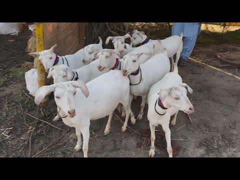 4kg Milking Mundi Tapri Goats | Complete Documentary 