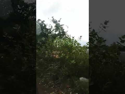 #youtubeshorts #shortfeed