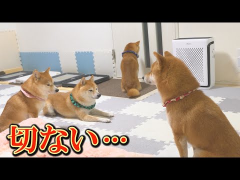 柴犬が飼い主と３日間会えないと、こうなってしまいます・・・