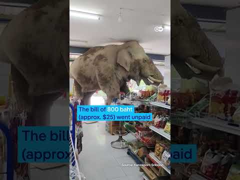 Thai elephant gets some treats in grocery store | DW News
