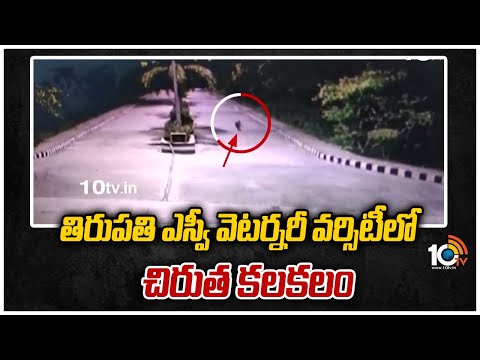 Leopard hunts dog inside SV University, CCTV footage Leopard hunts dog inside SV University, CCTV footage