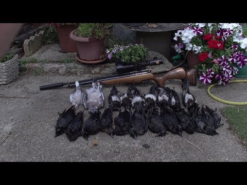 Airgun Hunting , wood pigeons , jackdaws  Sitty tree