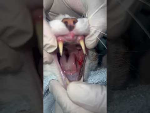 Cat Mouth Cancer is bleeding #cat #cattumor #catcancer