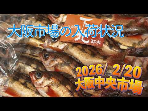 【中央市場】「鮮やかな赤色の魚が増えてきた！　市場が華やぐ春が近づく」Today’s Recommended Picks at the Central Wholesale Market