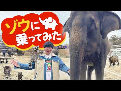 ゾウに乗りにいってみたよ【キツネザルには乗られている】