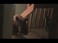 Man Chased by Bear Inside Home