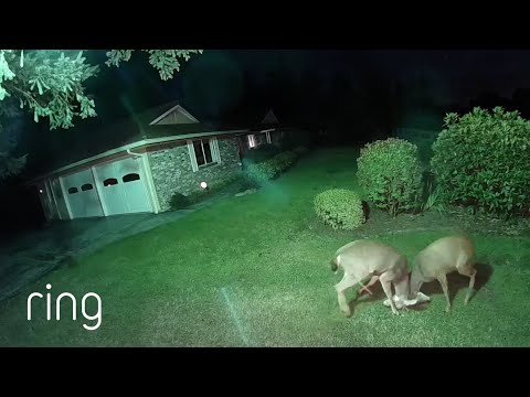 A Contest of Dominance Unfolds on a Man’s Lawn | RingTV