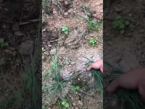 Củ Kiệu - Đồng Quê Dân Dã #shorts