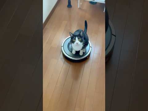 猫と楽しむお出かけガイド：癒しと便利な移動方法 サムネイル