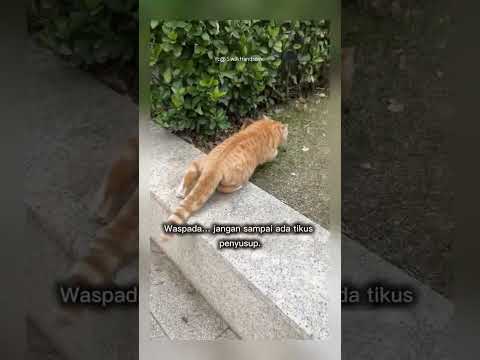 kucing lucu tingkah nya #shorts #short