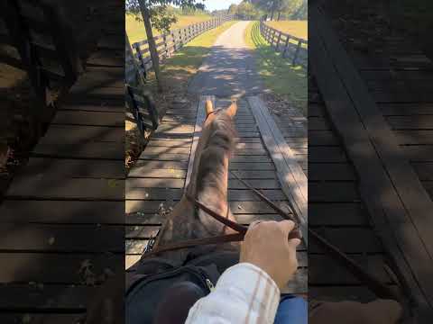 Happy Rooster Ruesday - Bridges can be extra #spooky, especially around #Halloween time 👻🎃#horse