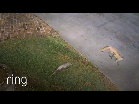 Opossum Chases a Fox | RingTV