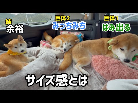 柴犬きょうだいのベッドのサイズ感が合ってませんがそれもとても可愛いw