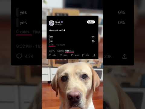 #memes #story #dog #shorts #pets