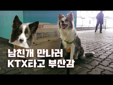 보더콜리 페퍼 남친개 만나러 KTX 타고 부산갔다!!! / 연애하는 강아지들 1편