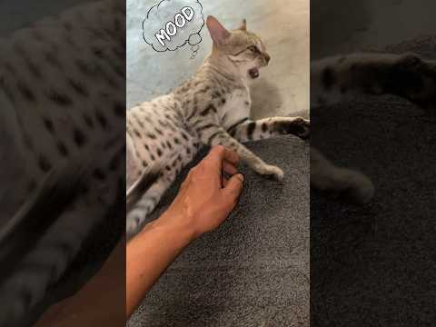 When Cat Mood Swing 🐾😂 #shorts #cat #core #funny