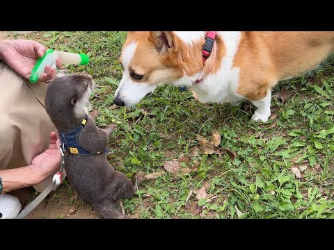 ワンちゃんとの遭遇！色々なことが起きる公園散歩！ Encounter with a dog! All sorts of things happen on park walks!