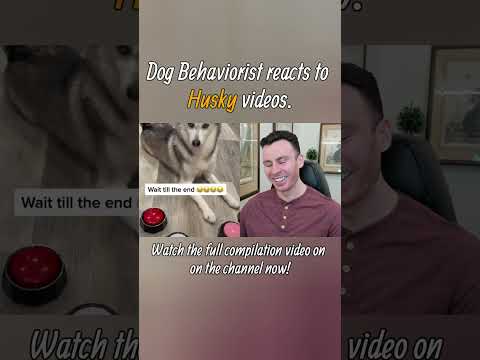 Dog trainer reacts to Husky dog videos part 2. #shorts #husky #huskydog #dogtraining