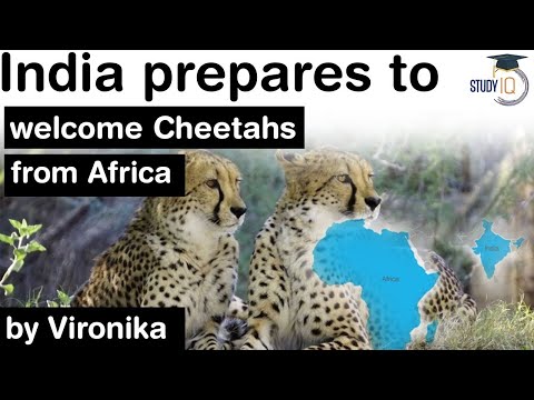 Cheetah Reintroduction Project - India prepares to welcome Cheetahs