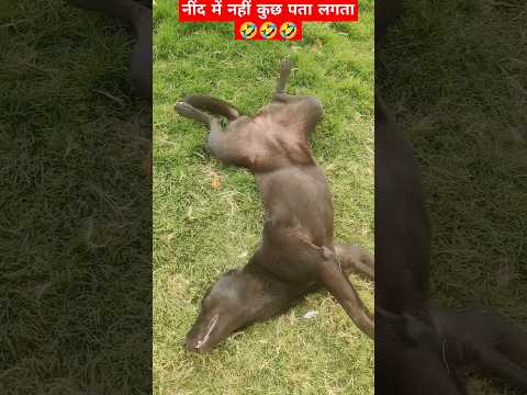 my dog sleepy cuty 🤣 | anant rastogi | @AnantRastogi #dog #doglover #funny #comedy #viralvideo