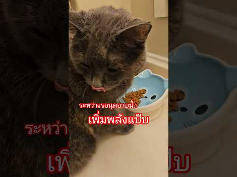 เพิ่มพลังแป๊บ #แมวน่ารัก #cuteanimal #cat #แมวตลก #แมวกวนๆ #cutecat #ทาสเเมว #มีม #กินแซ่บกินนัวร์