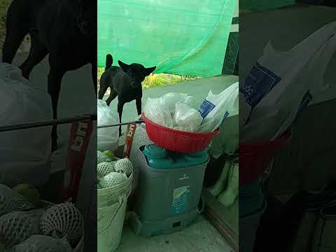 con ve chó cực kỳ độc nha