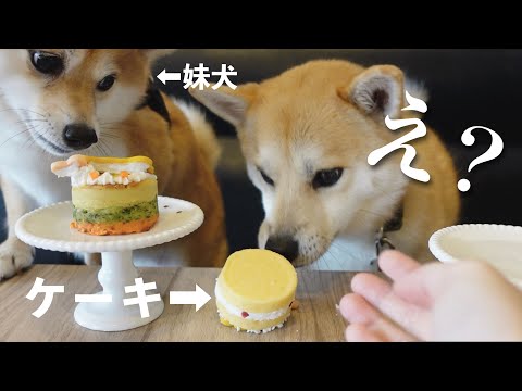 妹犬との楽しい誕生日会のはずが、まさかの展開に...|ポメ柴|Doggy Box