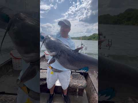 Little kiss on the hand #chattcats #chattcatsfishing #okumafishing #okumacatslayer