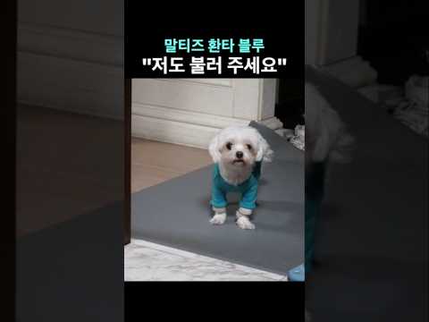 "저도 불러 주세요" <strong>말티즈</strong> 블루#말티즈티비#말티즈환타#말티즈블루#말티즈TV#말티즈꼬리흔들기